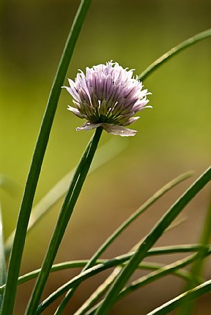 Chives flowering, Italy