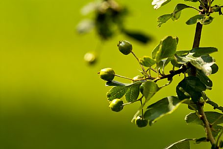 Plant of hawthorn, Italy
