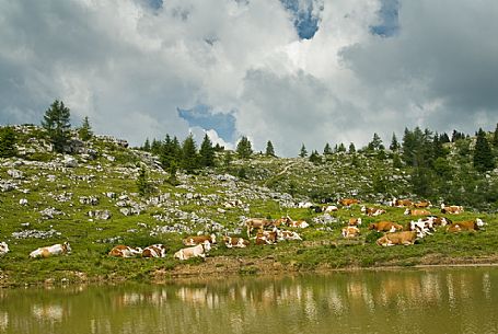 cows grazing on the mountain Zebio, Asiago plateau, Italy