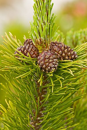 Cones of mountain pine