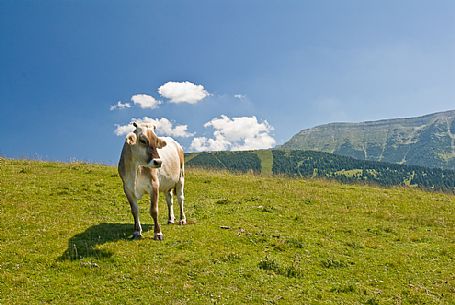 Cow grazing in Porta Manazzo, Asiago, Italy