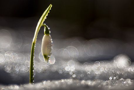 Snowdrop flower at thaw