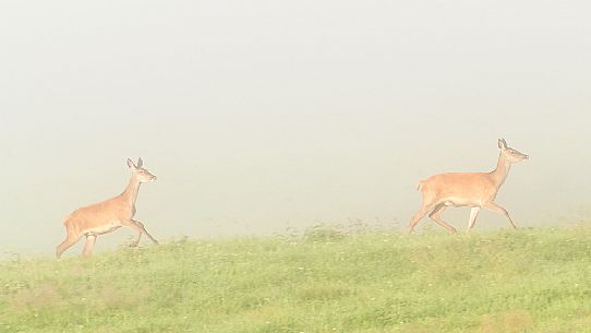 Females of deer run in the mist