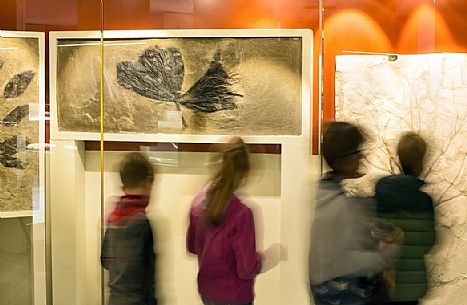 Students at the fossil Museum of Bolca, one of the most important in the world, Lessinia, Italy