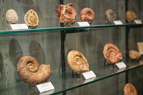 Group of ammonite fossil to Attilio Benetti museum, Lessinia, Italy
