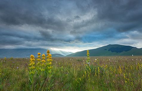 Yellow gentian (Gentiana lutea L.)  flowering and in the background the Vettore mountain, Castelluccio di Norcia, Italy