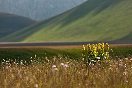 Flowering yellow gentians on the slope of Vettore mountain, Castelluccio di Norcia, Italy