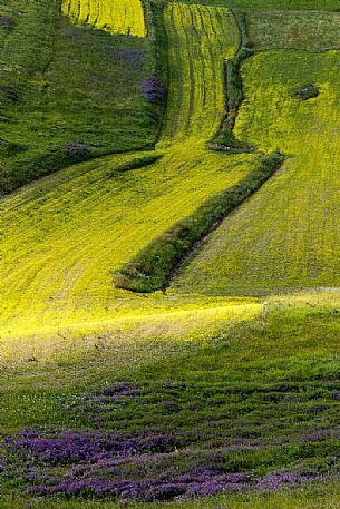 Detail on lentil fields in spring, Castelluccio di Norcia, Italy