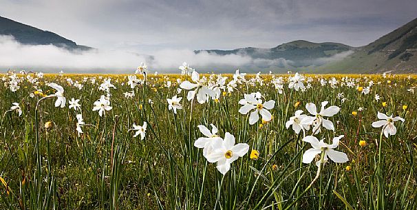 Wild narcissus (Narcissus poeticus L.) flowering in spring, Sibillini National Park, Italy Wild narcissus (Narcissus poeticus L.) flowering in spring, Sibillini National Park, Italy