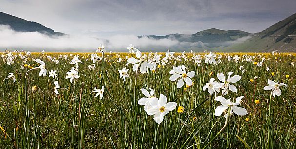 Wild narcissus (Narcissus poeticus L.) flowering in spring, Sibillini National Park, Italy