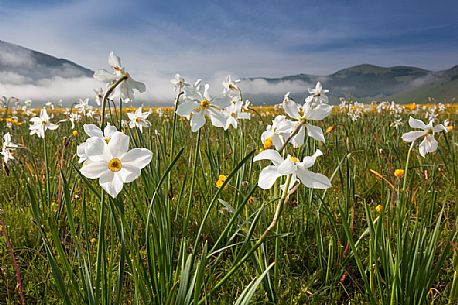 Wild narcissus (Narcissus poeticus L.) flowering in spring, Sibillini National Park, Italy Wild narcissus (Narcissus poeticus L.) flowering in spring, Sibillini National Park, Italy