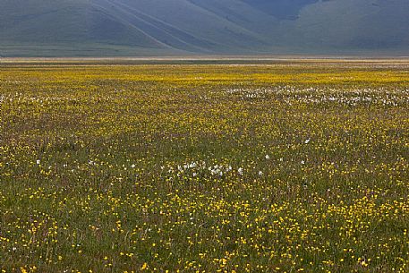 flowery meadow in Castelluccio di Norcia, Italy