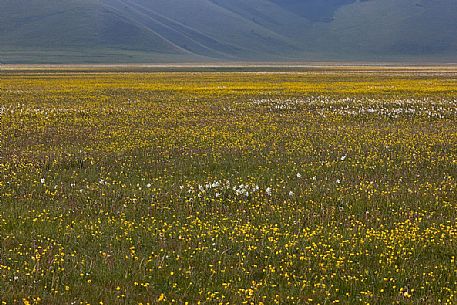 flowery meadow in Castelluccio di Norcia, Italy