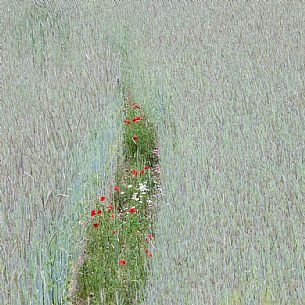 Wheat field with poppies and daisies, Sibillini National Park, Italy
