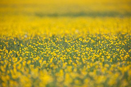 Spring blooming in Piano Grande Plateau, Castelluccio di Norcia, Monti Sibillini National Park, Italy