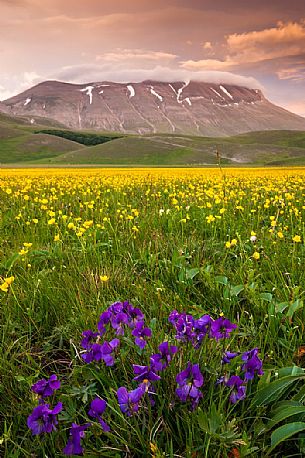Spring blooming in Piano Perduto Plateau, in foreground the wild pansy and in background Vettore mount immersed in last light of sunset,Castellucio di Norcia, Italy