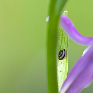 Little snail in Ophrys apifera flower, Moricone mountain, Sibillini national park, Italy