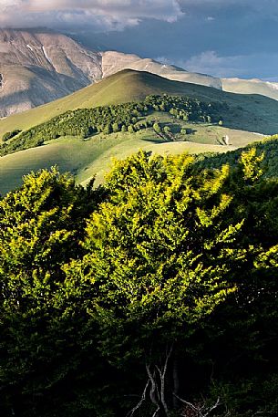 Rolling landscape of Castelluccio di Norcia, in the background the Vettore mountain, Italy