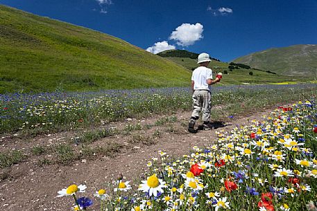 Young child hiking in the flowering and cultivated field of  the Pian Perduto plateau, Castelluccio di Norcia, Italy