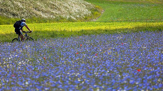 Mountain biker running in the flowering fields and lentils cultivation of Pian Grande, Castelluccio di Norcia, Sibillini National Park, Italy