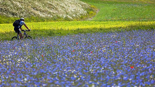 Mountain biker running in the flowering fields and lentils cultivation of Pian Grande, Castelluccio di Norcia, Sibillini National Park, Italy