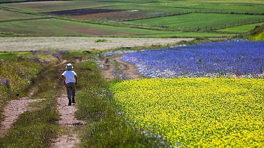 Child hiking in the flowering fields and lentils cultivation of Pian Grande, Castelluccio di Norcia, Sibillini National Park, Italy