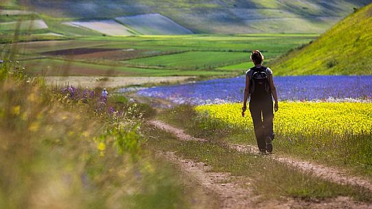 Young girl hiking in the flowering fields and lentils cultivation of Pian Grande, Castelluccio di Norcia, Sibillini National Park, Italy