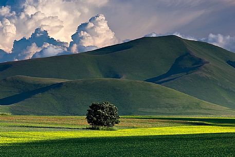 Cultivated fields and flowering at sunset in Pian Grande, Castelluccio di Norcia, Sibillini National Park, Italy 