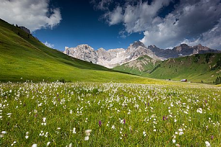 Cotton grass field at San Pellegrino Pass, dolomites, Italy