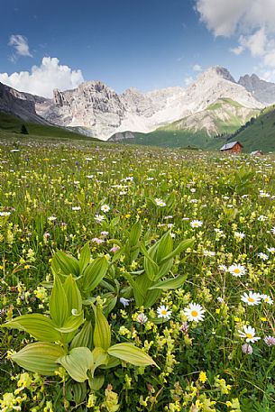 Flowering meadow at San Pellegrino pass, dolomites, Italy