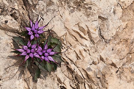Wild flowers rampions (Physoplexis comosa) on the rocks