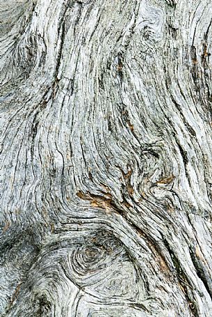 Detail of the trunk of an old larch