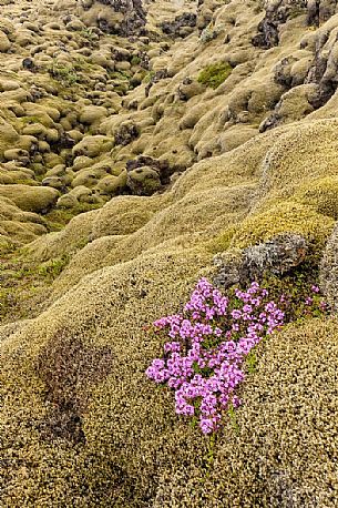 Flowering in a mossy lava field, a typical icelandic landscape, Iceland