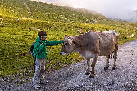 Child caresses a cow near Fiescheralp, Fiesch, Valais, Switzerland, Europe