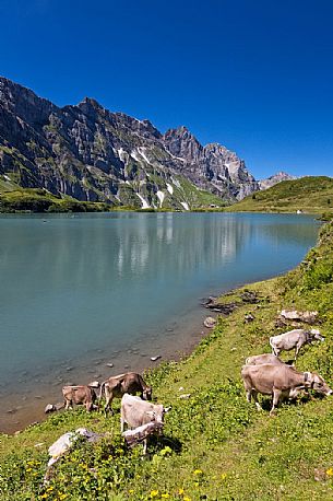 Grazing cows at Truebsee Lake near Titlis Glacier, Engelberg, Canton of Obwalden, Switzerland, Europe 