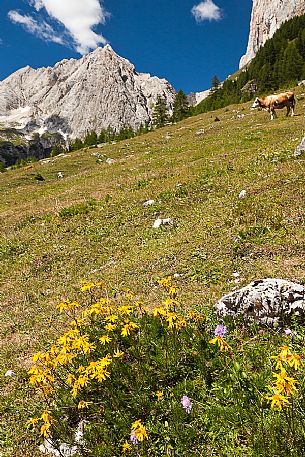 Cow in the meadow of Ombretta valley, in the background the Ombretta mount and the south cliff of Marmolada, Alto Agordino, dolomites, Veneto, Italy, Europe