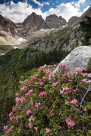 Rhododendron bloom in the Ombrettola valley, Marmolada mountain range, dolomites, Veneto, Italy, Europe