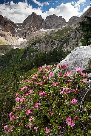 Rhododendron bloom in the Ombrettola valley, Marmolada mountain range, dolomites, Veneto, Italy, Europe Rhododendron bloom in the Ombrettola valley, Marmolada mountain range, dolomites, Veneto, Italy, Europe