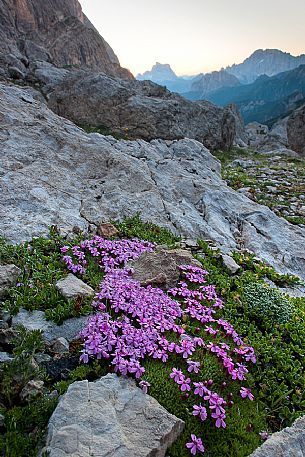 Silene acaulis flowering in the Marmolada rocks, Ombretta valley, dolomites, Veneto, Italy, Europe