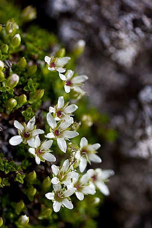 Saxifraga bloom in the Marmolada mountain range, dolomites, Italy, Europe