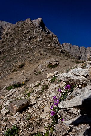 Saxifraga biflora bloom in the Marmolada mountain range, dolomites, Italy, Europe