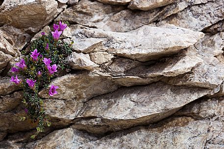 Saxifraga oppositifolia bloom in the Marmolada mountain range, dolomites, Italy, Europe