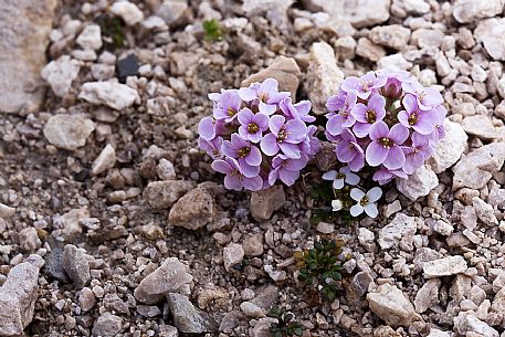 Flowers of Thlaspi rotundifolium in the Marmolada mountain range, dolomites, Italy, Europe