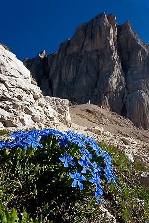 Blue Gentiana verna in the Marmolada mountain, dolomites, Veneto, Italy, Europe