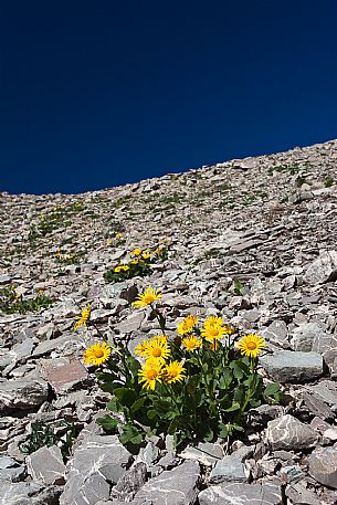 Arnica Montana bloom in the dolomitic scree, Passo Ombretta pass, Marmolada mount, dolomites, Veneto, Italy, Europe