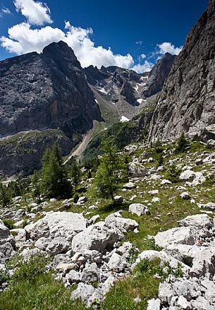 Larches in the Ombretta valley, Marmolada mountain range, dolomites, Veneto, Italy, Europe