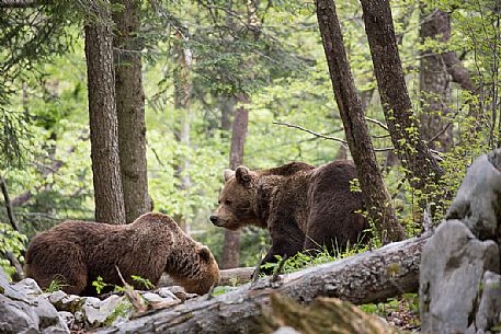 Brown Bears, mother and cub in the slovenian forest, Slovenia, Europe