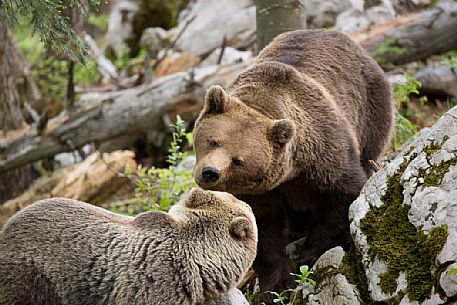 Brown bears, mother and cub playing in the slovenian forest, Slovenia, Europe