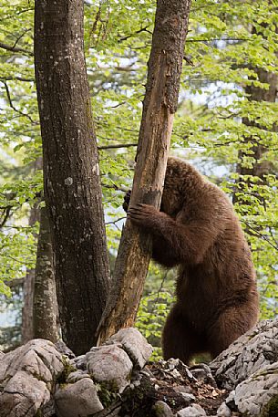 Young brown bear playing with the trunk in the slovenian forest, Slovenia, Europe