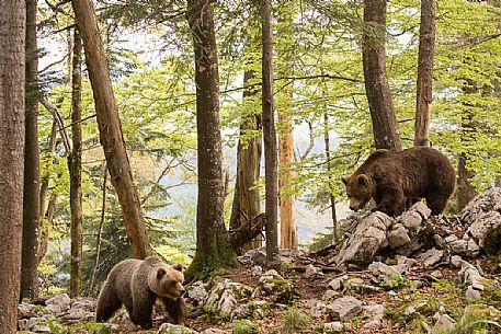Brown bears, mother and cub in the slovenian forest, Slovenia, Europe
